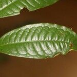 Iryanthera hostmannii Levél