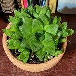 Haworthia cymbiformisFolio