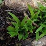Commelina africana Levél