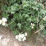 Potentilla alchimilloides Flower