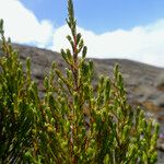 Erica mannii Hoja