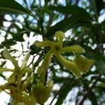 Tabernaemontana persicariifolia Floro