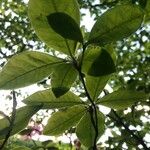 Rhododendron periclymenoides Blad