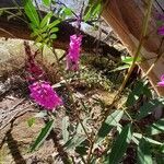 Indigofera australis Blomma