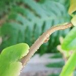 Marcgravia coriacea പുറംതൊലി
