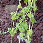 Coleus hadiensis Habit