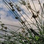 Juncus effusus Cvet
