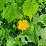 Pavonia burchellii Цвят