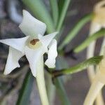 Cyrtorchis henriquesiana Flower