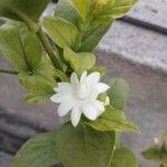 Jasminum sambacKvet