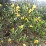 Acacia longifolia Hábito