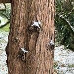 Cupressus gigantea Bark