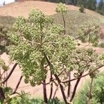 Angelica atropurpureaFeuille