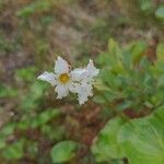 Nephrophyllidium crista-galli Flower