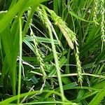 Carex sylvatica 树皮