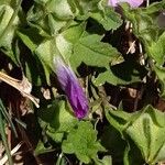 Malva punctata Leaf