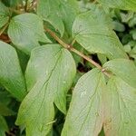 Paeonia × suffruticosa Leaf