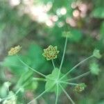 Bupleurum longifolium Flower