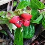 Drymonia serrulata Flor
