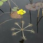 Utricularia floridana Levél