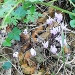 Cyclamen hederifoliumCvet