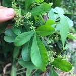 Searsia longipes Leaf