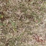 Eragrostis minor Tabia