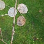 Lunaria annua Blad