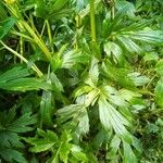 Ranunculus repens Blatt