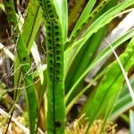 Lepisorus excavatus Leaf