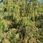 Cupressus cashmeriana Συνήθη χαρακτηριστικά