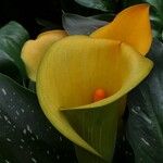 Zantedeschia albomaculata ᱵᱟᱦᱟ