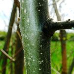 Ulmus pumila Bark