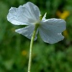 Ranunculus platanifolius Fula