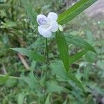 Asystasia intrusa Inny