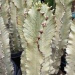 Euphorbia ammak Folha