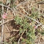 Polygala amboniensis Flor