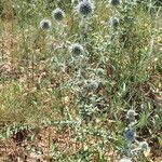 Echinops ritro Habitus