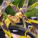 Brassia arachnoidea Žiedas