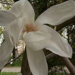Magnolia cylindrica Virág
