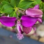 Polygala myrtifoliaFlower