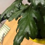 Chrysanthemum indicum 葉