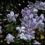 Phlox pulvinata Flower