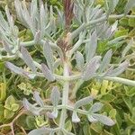 Crithmum maritimum Leaf