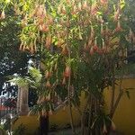 Brugmansia sanguinea Habit