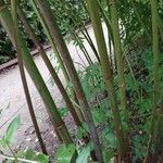 Dahlia imperialis Corteza