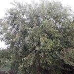 Acacia auriculiformis ശീലം