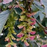 Acer davidii Gyümölcs