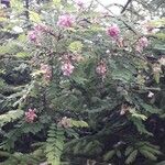 Robinia viscosaFlower