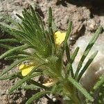 Ajuga chamaepitys Blomst